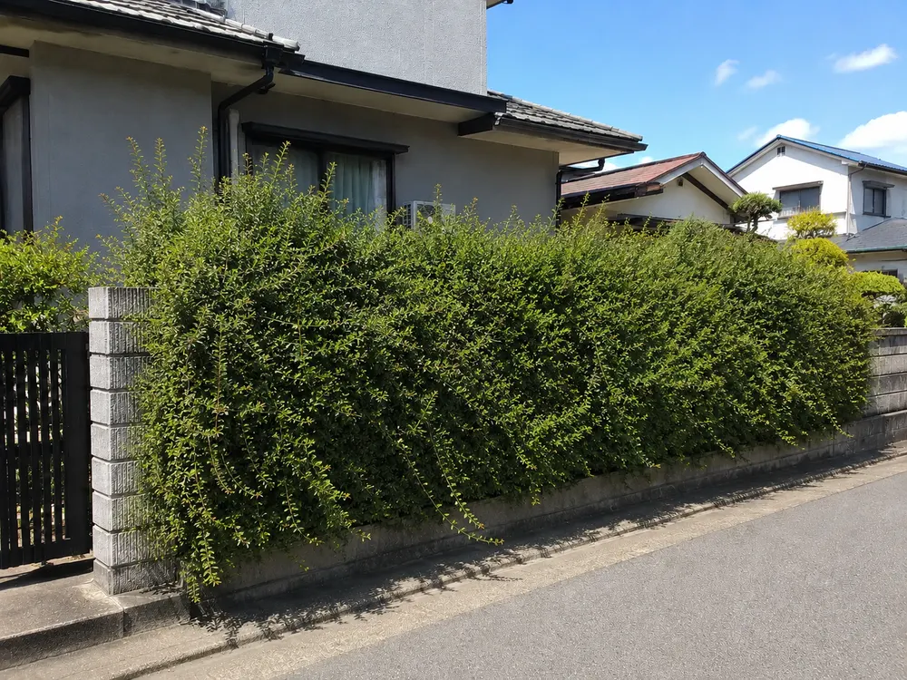 ボサボサの生垣を美しくお手入れ（作業前）